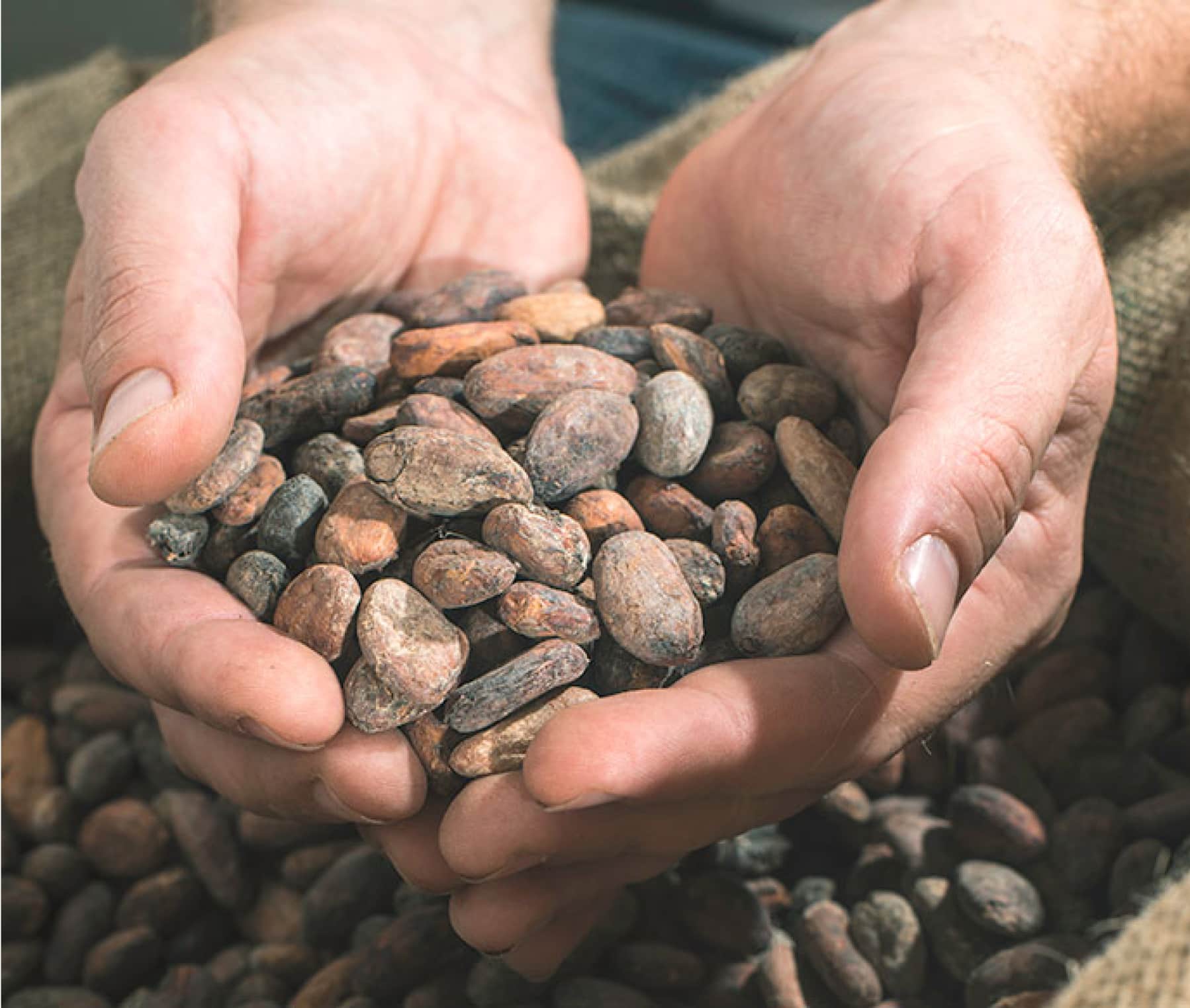 Cacaobonen in de handen van een persoon