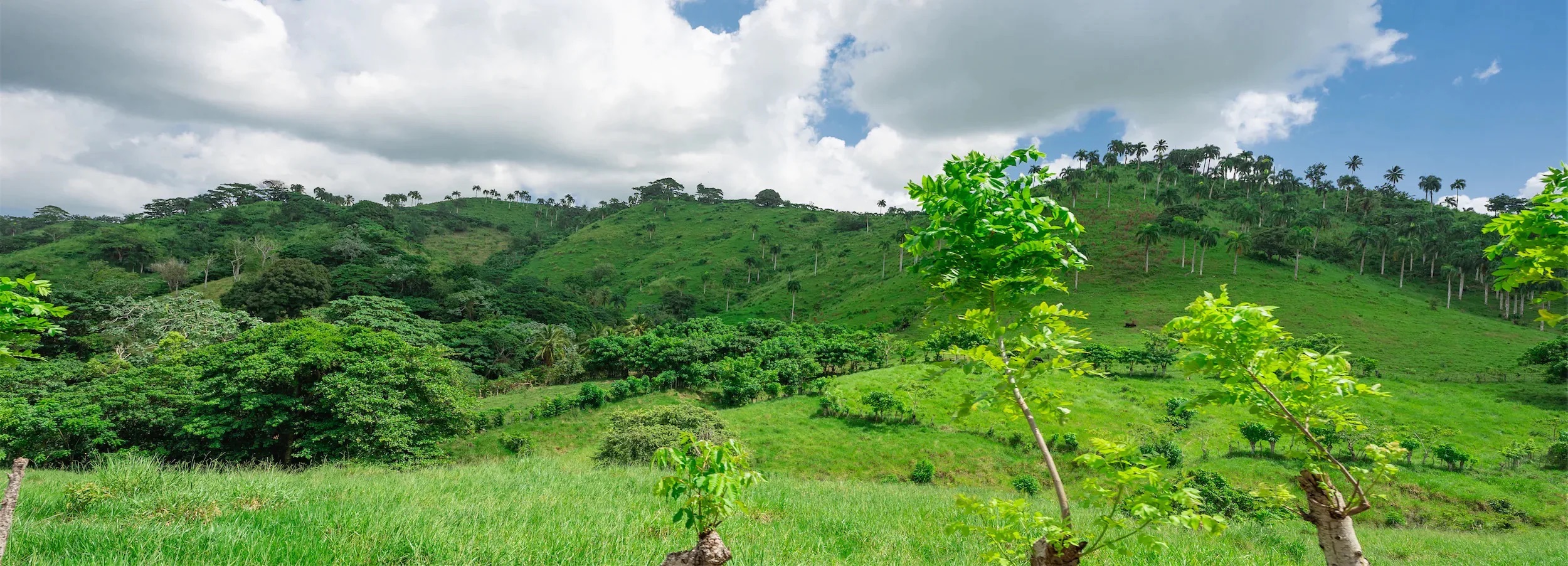 Paysage de plantation de cacao