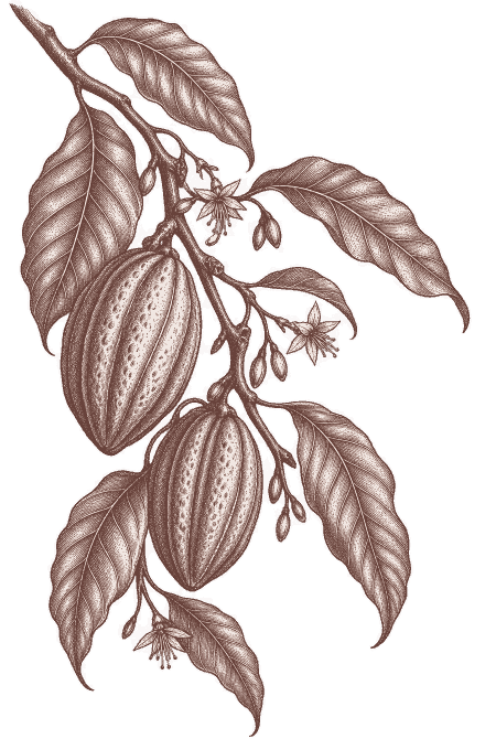 Gravure d’une branche de cacaoyer portant deux cabosses